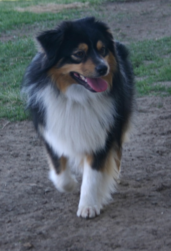 Miniature American Shepherd Front Movement